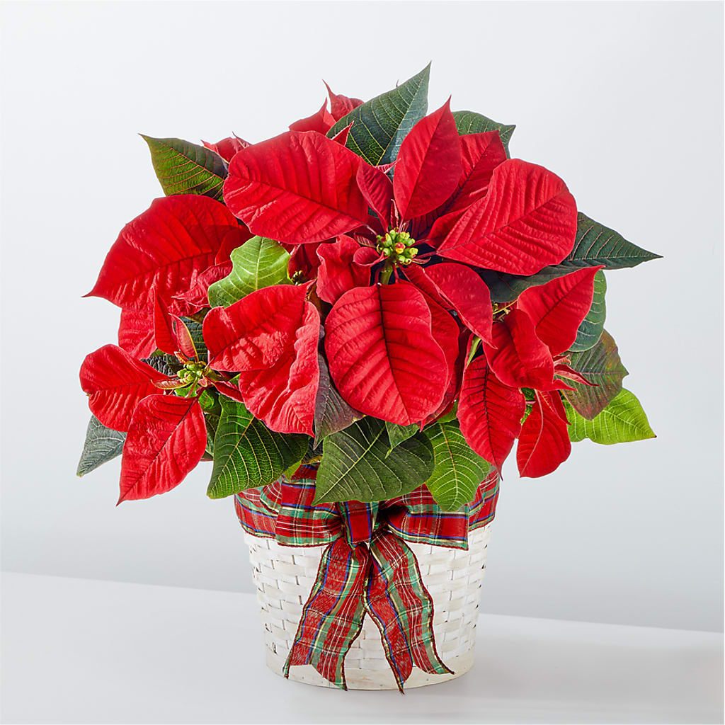 Happiest Holidays Poinsettia – Charleston Cut Flower Company, Charleston WV