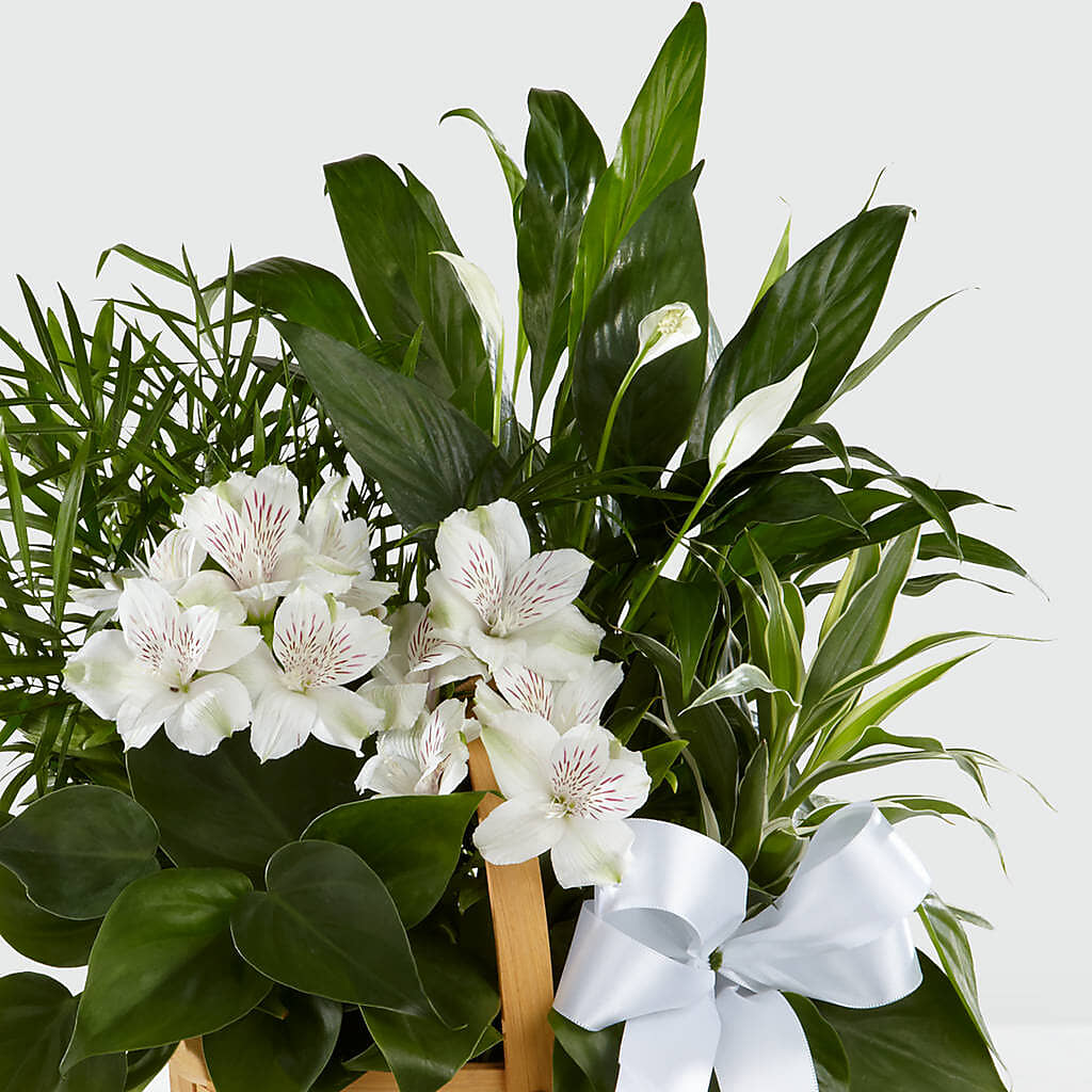 Peace & Serenity Dishgarden – Charleston Cut Flower Company, Charleston WV