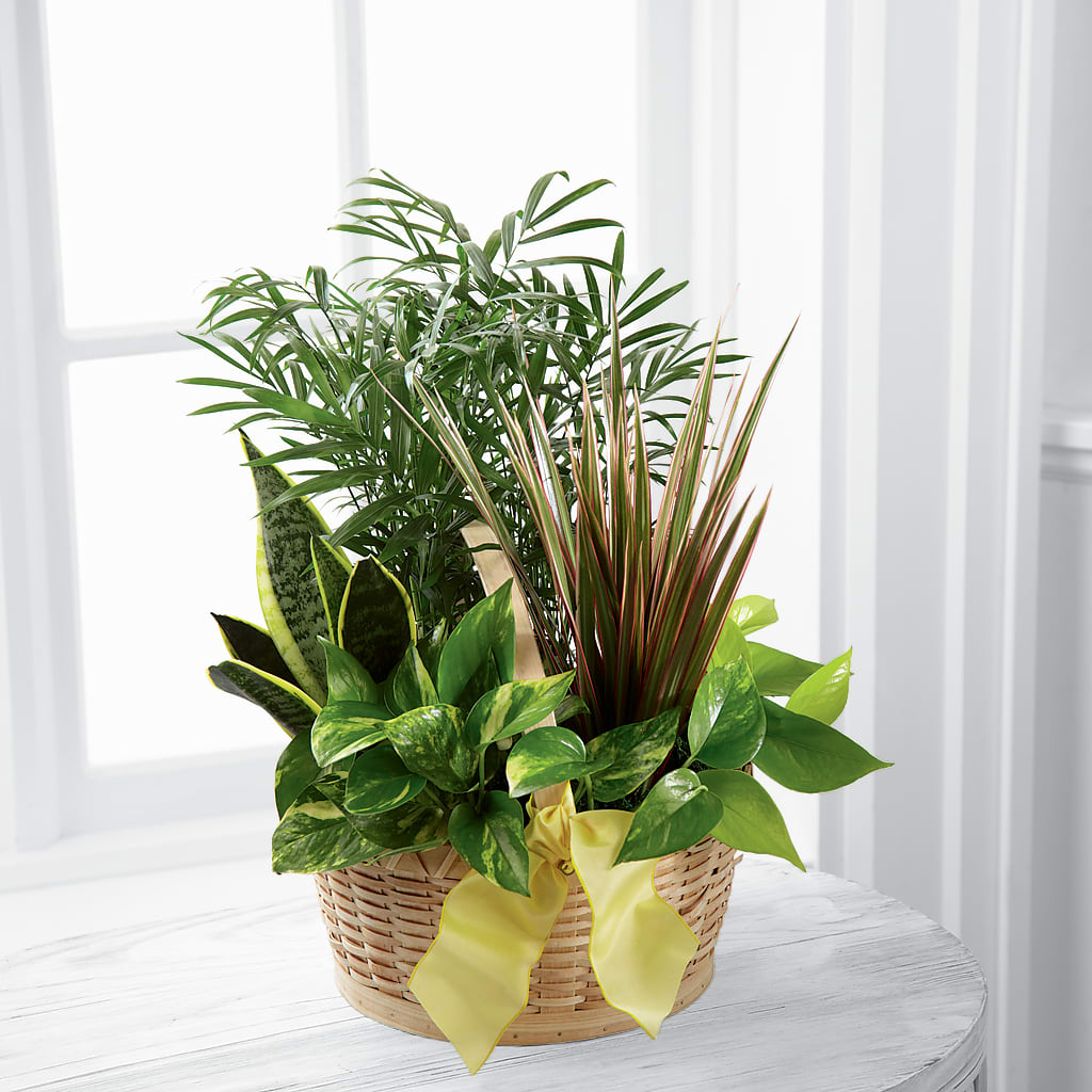 French Garden – Charleston Cut Flower Company, Charleston WV