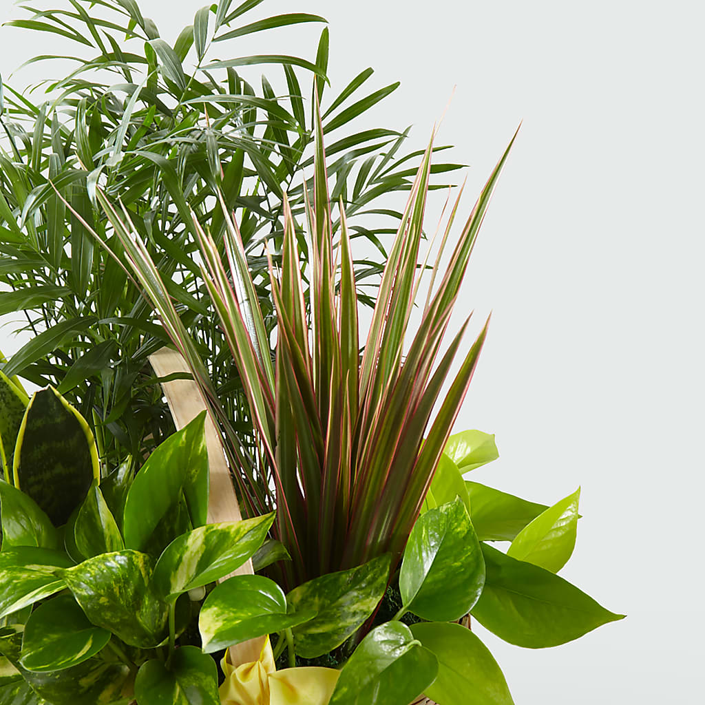 French Garden – Charleston Cut Flower Company, Charleston WV