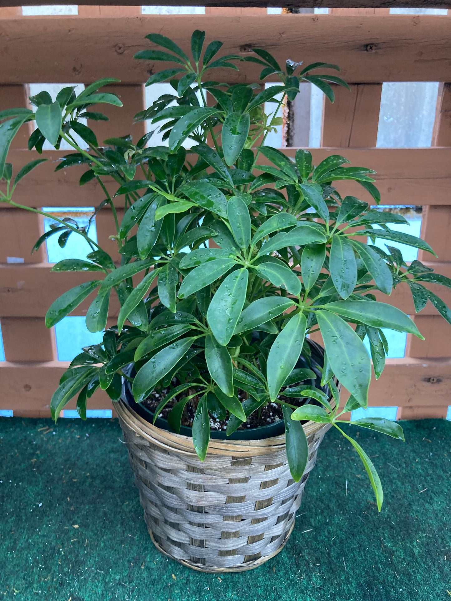 Arboricola Plant – Charleston Cut Flower Company, Charleston WV