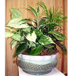 Ceramic Dish Garden – Charleston Cut Flower Company, Charleston WV