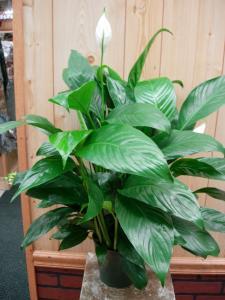 Peace Liliy (Spathiphyllum) – Charleston Cut Flower Company, Charleston WV