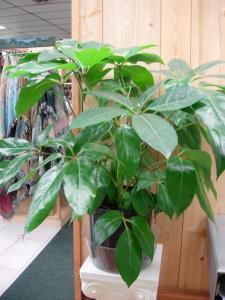 Schefflera Plant – Charleston Cut Flower Company, Charleston WV
