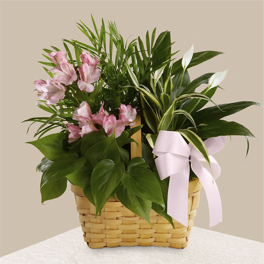 Living Spirit Dishgarden – Charleston Cut Flower Company, Charleston WV