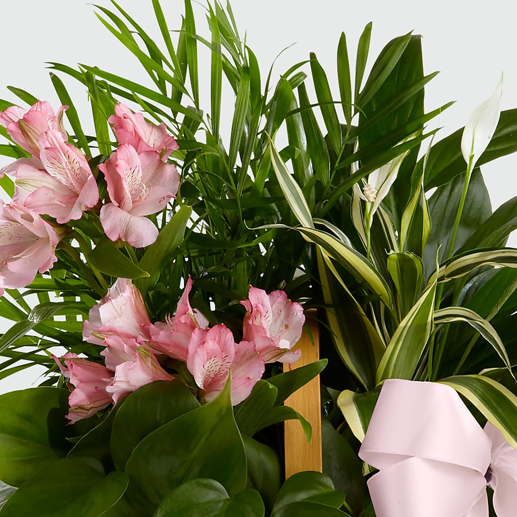 Living Spirit Dishgarden – Charleston Cut Flower Company, Charleston WV