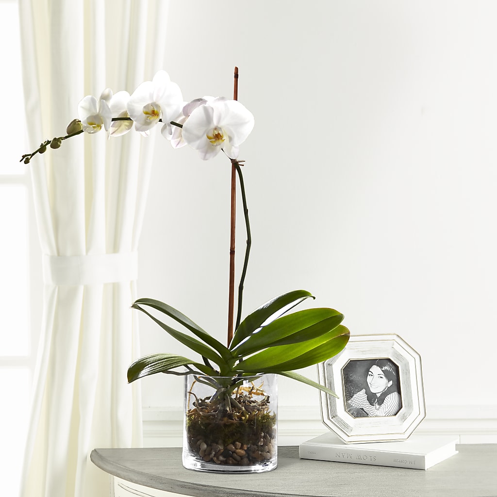 White Orchid Planter – Charleston Cut Flower Company, Charleston WV
