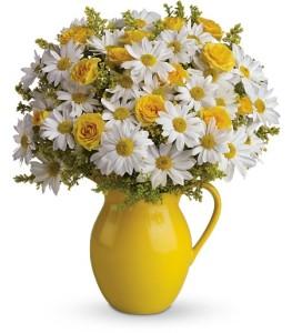 Teleflora's Sunny Day Pitcher of Daisies by CCF – Charleston Cut Flower Company, Charleston WV