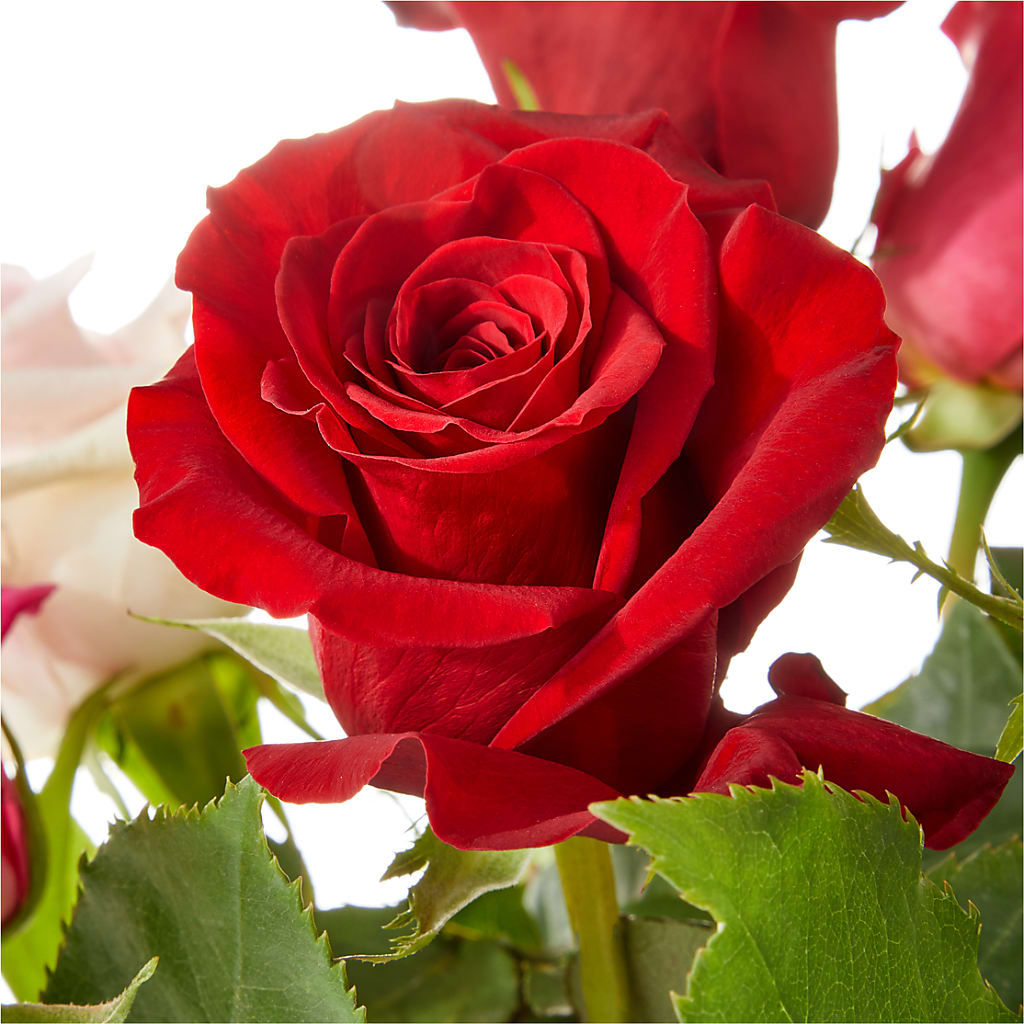 Love Notes Rose Bouquet – Charleston Cut Flower Company, Charleston WV
