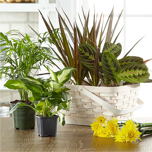 Florist Designed Blooming and Green Plants in a Basket –  Charleston Cut Flower Company, Charleston WV