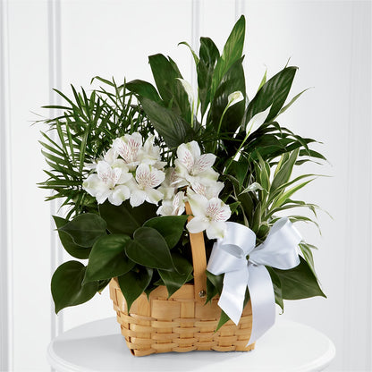 Peace & Serenity Dishgarden –  Charleston Cut Flower Company, Charleston WV