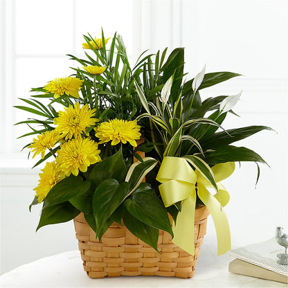 Loving Light Dishgarden –  Charleston Cut Flower Company, Charleston WV