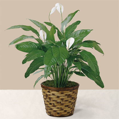 Tranquil Moments Peace Lily Plant –  Charleston Cut Flower Company, Charleston WV