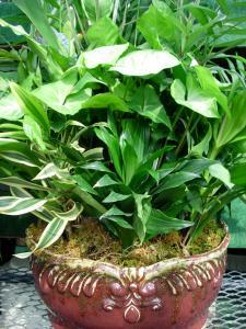 14 Inch Porcelain/Ceramic Dish Garden –  Charleston Cut Flower Company, Charleston WV