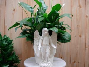 CCF Angel Planter –  Charleston Cut Flower Company, Charleston WV