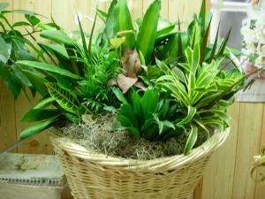 Laundry Basket Garden –  Charleston Cut Flower Company, Charleston WV