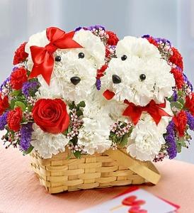 Puppies in Love –  Charleston Cut Flower Company, Charleston WV