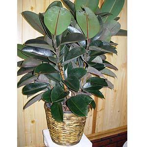 Rubber Tree –  Charleston Cut Flower Company, Charleston WV