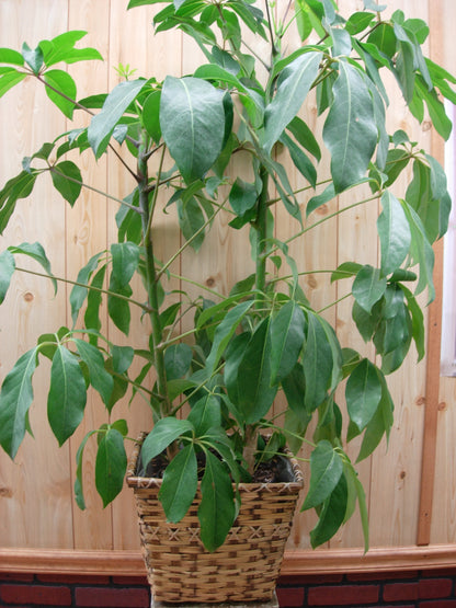 Schefflera Plant