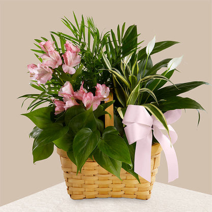 Living Spirit Dishgarden –  Charleston Cut Flower Company, Charleston WV