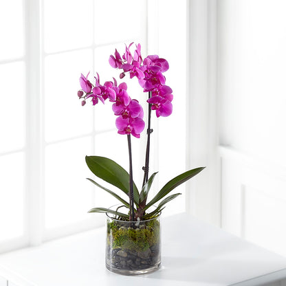 Pink Orchid Plant –  Charleston Cut Flower Company, Charleston WV