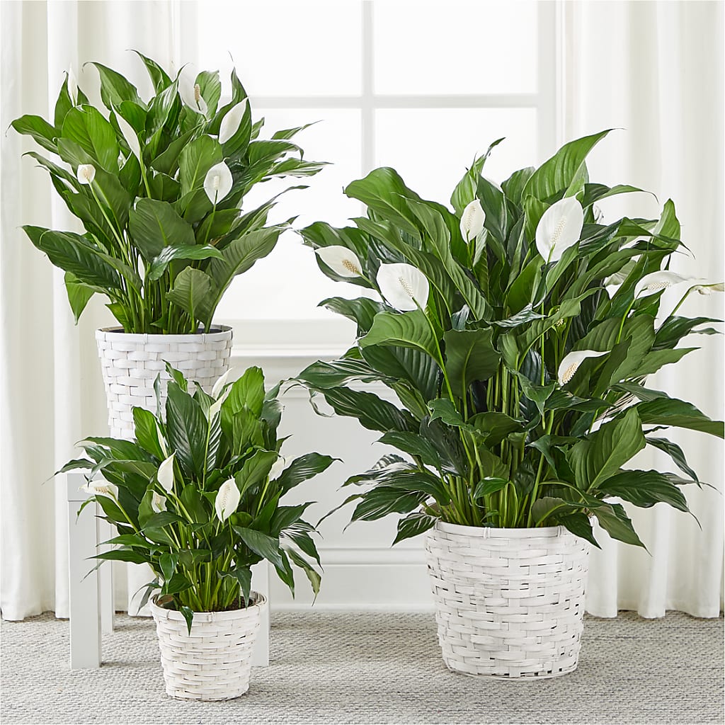 A New Leaf Peace Lily –  Charleston Cut Flower Company, Charleston WV