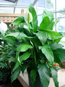 Peace Liliy (Spathiphyllum)